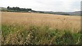 Harvesting Barley