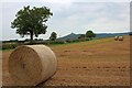 Harvested Field, Near Ayton Firs