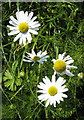 Stinking Chamomile (Anthemis cotula)