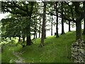 Copse on the path to Buttermere