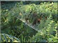 Spider and Web, Brocton, Cannock Chase