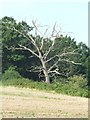 TM0848 : Dead tree by Keith Evans