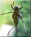 "Let me in" says the Dark Bush Cricket