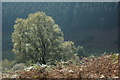 Tree in the Nant Fr?n valley