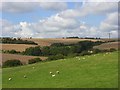 Pasture, West Knoyle