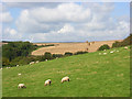 Farmland, West Knoyle