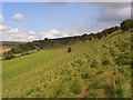 Downland, West Knoyle