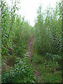 The Public Footpath to Chapel Field Road