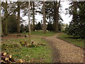 Wood and footpaths in Nowton Park