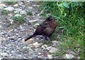 Young blackbird