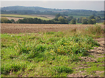 SO5124 : Farmland near Whitehouse Grange by Pauline E