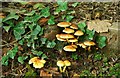 Fungus, Huntly, Banbridge (11)