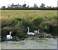 Swans on the Grantham Canal