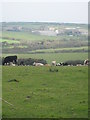 Cattle grazing at Higher Trengrove