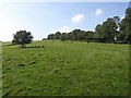 Field near Ambrook