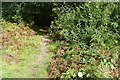 Path at Frilsham Common