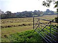 Windrows of grass ready for baling: near Brynderi, Meidrim