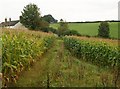 Footpath through the maize