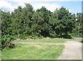 SU5469 : Bucklebury Common by Mr Ignavy