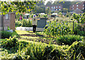 Allotments, Abbotts Barton