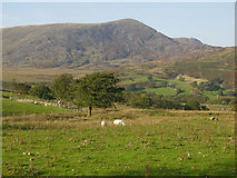 SH6520 : Fields near Caer Goronwy by Nigel Brown