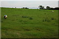 Sheep in a field near Porthyrhyd