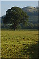 Tree in a field of mown grass