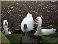 Geese near the Last Drop Village