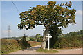 SX8463 : Weekaborough Oak Cross by Tony Atkin