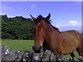 Friendly horse