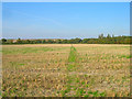 Footpath through the Stubble