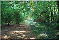 Footpath through the woods