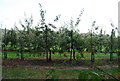 Apple Orchard