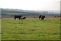 Cattle in a field