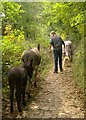 Donkeys on Wrinkleberry Lane