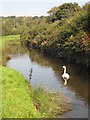 SW6526 : River Cober in Loe Valley by Rod Allday