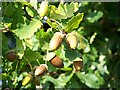 Acorns, Newick