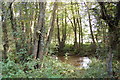 Alder trees, Allen River, Damerham, Hampshire