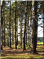 SW5431 : Conifer plantation near St Hilary by Rod Allday