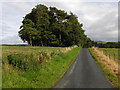 Scots pines near Gorn Newydd