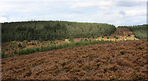 NO6584 : Plantation, Glen Dye by Dorothy Carse