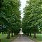 Avenue of trees near Papworth Hospital