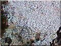 NS3882 : A lichen - Pertusaria amara by Lairich Rig