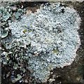 NS4277 : A lichen - Ochrolechia androgyna by Lairich Rig