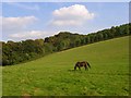 Field beside Great Wood, Wheeler End