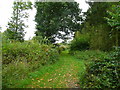 Woodland near Latimer