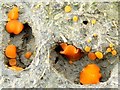 NS3878 : A fungus - Coprobia granulata by Lairich Rig