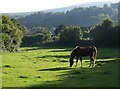 Horse, South Zeal