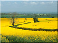 Oil seed Rape off Mudford Rd, Yeovil