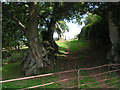 A green lane at Marshay Farm